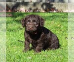 Small Photo #1 Labrador Retriever-Poodle (Toy) Mix Puppy For Sale in MYERSTOWN, PA, USA