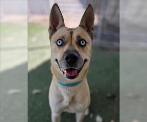 Gerberian Shepsky Dogs for adoption in Woodland, CA, USA