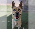 SNOW - Female Gerberian Shepsky Dog for Adoption - Small photo