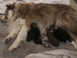 Mother of the Australian Shepherd puppies born on 06/17/2017