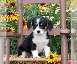Cavapoo-Pembroke Welsh Corgi Mix Puppy for sale in OXFORD, PA, USA