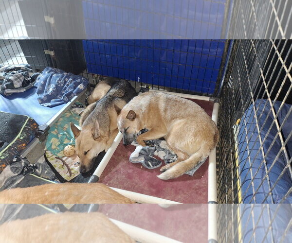 Medium Photo #17 Mutt Puppy For Sale in Sebec, ME, USA