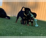 Small Photo #5 Rottweiler Puppy For Sale in YUCCA VALLEY, CA, USA