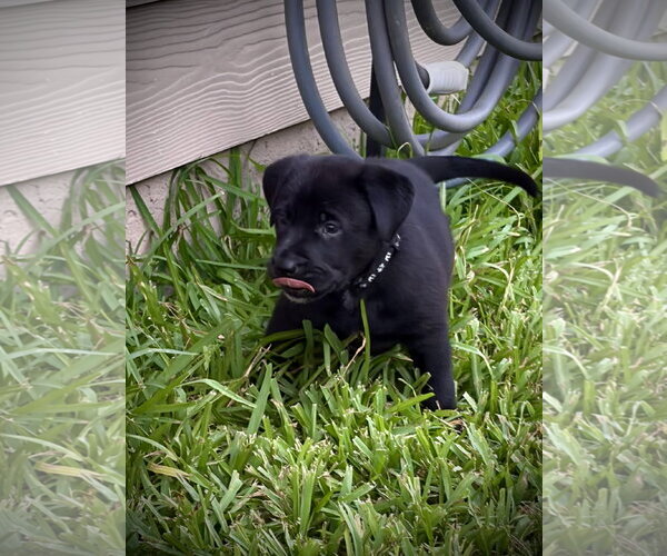 Medium Photo #2 Labrador Retriever-Unknown Mix Puppy For Sale in The Woodlands, TX, USA