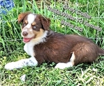Small #17 Border Collie