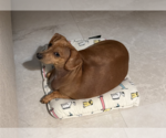Small #4 Dachshund