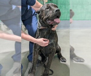 Mutt Dogs for adoption in Forestville, MD, USA