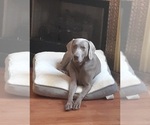 Small Photo #1 Weimaraner Puppy For Sale in IRMO, SC, USA