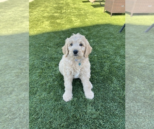 Medium Photo #106 Goldendoodle Puppy For Sale in PHOENIX, AZ, USA
