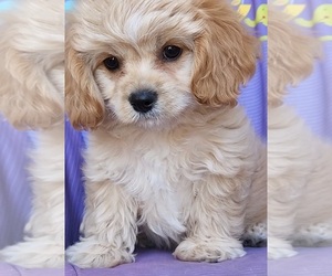 Cavachon Puppy for sale in DOON, IA, USA