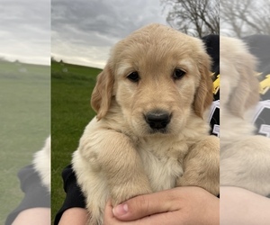 Golden Retriever Puppy for sale in CORSO, MO, USA