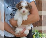 Small #2 Bernedoodle (Miniature)