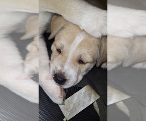 American Boston Bull Terrier-Siberian Husky Mix Puppy for sale in AURORA, CO, USA