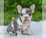 Small #2 French Bulldog