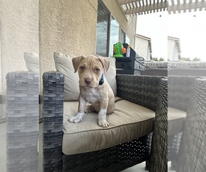American Bully Puppy for sale in MARYSVILLE, CA, USA