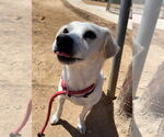 Small #7 Beagle-Chihuahua Mix