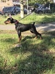 Small Photo #10 Doberman Pinscher Puppy For Sale in BROOKLYN, NY, USA