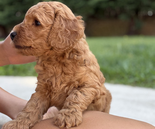 Medium Photo #2 Goldendoodle (Miniature) Puppy For Sale in ROSEVILLE, CA, USA