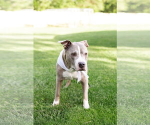 Betty Boop - Female Mutt Dog for Adoption - Photo #4