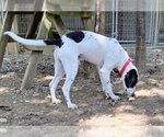 Small Photo #3 Beagle Walker Coonhound Puppy For Sale in Mountain View, AR, USA