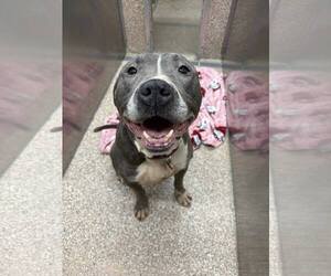 Mutt Dogs for adoption in Martinsburg, WV, USA