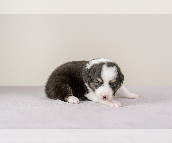 Medium Photo #8 Australian Shepherd Puppy For Sale in LA RUE, OH, USA