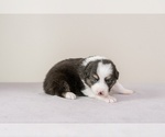 Small Photo #8 Australian Shepherd Puppy For Sale in LA RUE, OH, USA