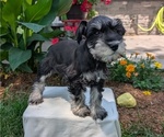 Puppy Mason Schnauzer (Miniature)