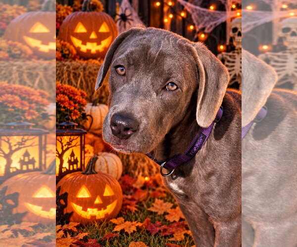 Medium Photo #2 Great Dane-Unknown Mix Puppy For Sale in Ball Ground, GA, USA