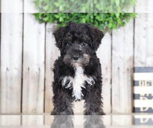 Schnoodle (Standard) Puppy for sale in MOUNT VERNON, OH, USA