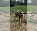 Small Photo #3 Catahoula Leopard Dog-Labrador Retriever Mix Puppy For Sale in Aurora, IN, USA