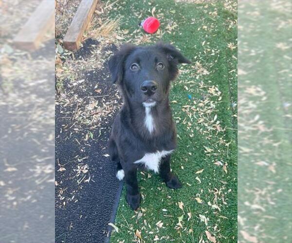 Medium Photo #1 Border Collie Puppy For Sale in Fremont, CA, USA