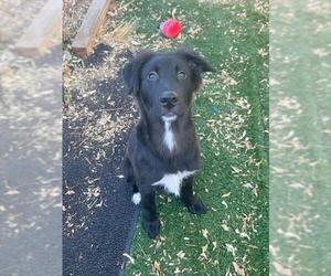 Border Collie Dogs for adoption in Fremont, CA, USA