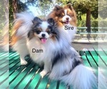 Small Pomeranian