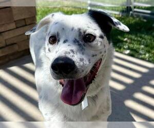 Mutt Dogs for adoption in Pueblo, CO, USA