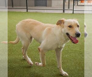 Anatolian Shepherd-Labrador Retriever Mix Dogs for adoption in Waco, TX, USA