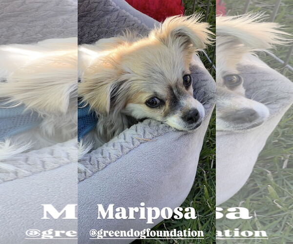Medium Photo #2 Peke-A-Tese Puppy For Sale in Lake Elsinore, CA, USA