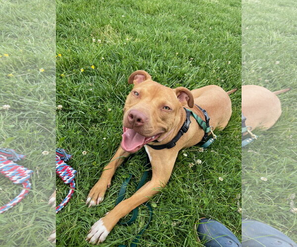 Medium Photo #3 Mutt Puppy For Sale in Alexandria, VA, USA