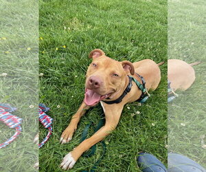 Bronx - Male Mutt Dog for Adoption - Photo #3