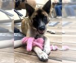 Small #4 German Shepherd Dog