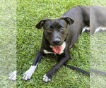Small Photo #7 Labrador Retriever-Unknown Mix Puppy For Sale in San Diego, CA, USA