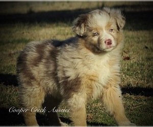 Miniature Australian Shepherd Puppy for sale in SMITHVILLE, AR, USA