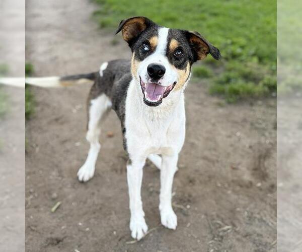 Medium Photo #1 Catahoula Leopard Dog-Unknown Mix Puppy For Sale in Modesto, CA, USA