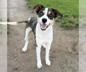 Catahoula Leopard Dog-Unknown Mix Dogs for adoption in Modesto, CA, USA