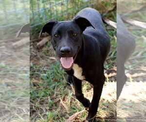 Greyhound-Unknown Mix Dogs for adoption in Green Forest, AR, USA