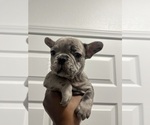 Puppy 5 French Bulldog