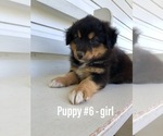 Small Photo #2 Australian Shepherd Puppy For Sale in EMMETT, ID, USA
