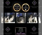 Puppy Cheddar AKC Poodle (Toy)
