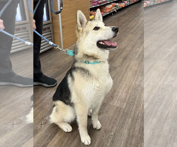 Medium Photo #1 Siberian Husky Puppy For Sale in Cedar Crest, NM, USA