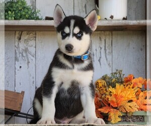 Siberian Husky Puppy for sale in FREDERICKSBG, OH, USA